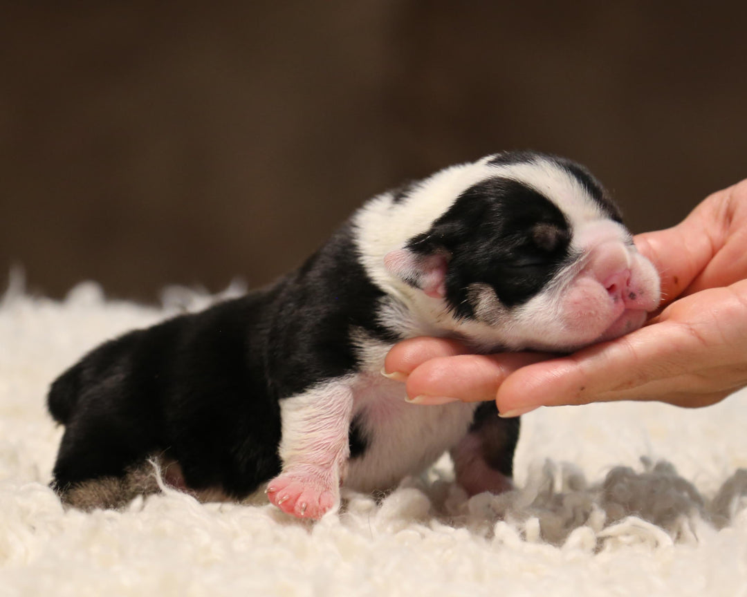 ZHYON! Stunning Black-Tri English Bulldog, Female