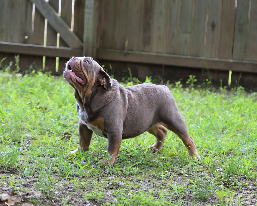 LEXUS Lilac Tri Bulldog Female | One-of-a-Kind | 6 Mo Old  AVAILABLE