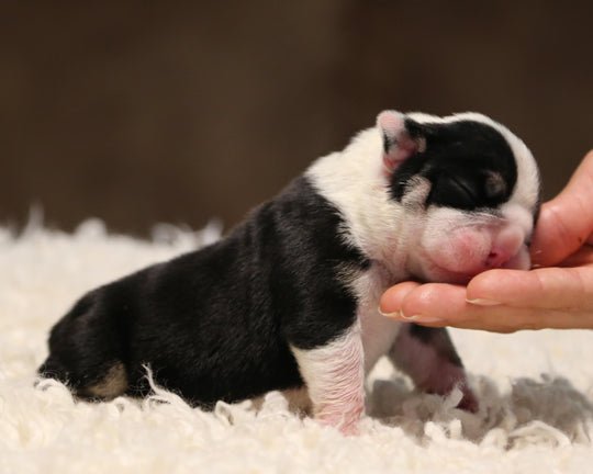 ZHYON! Stunning Black-Tri English Bulldog, Female