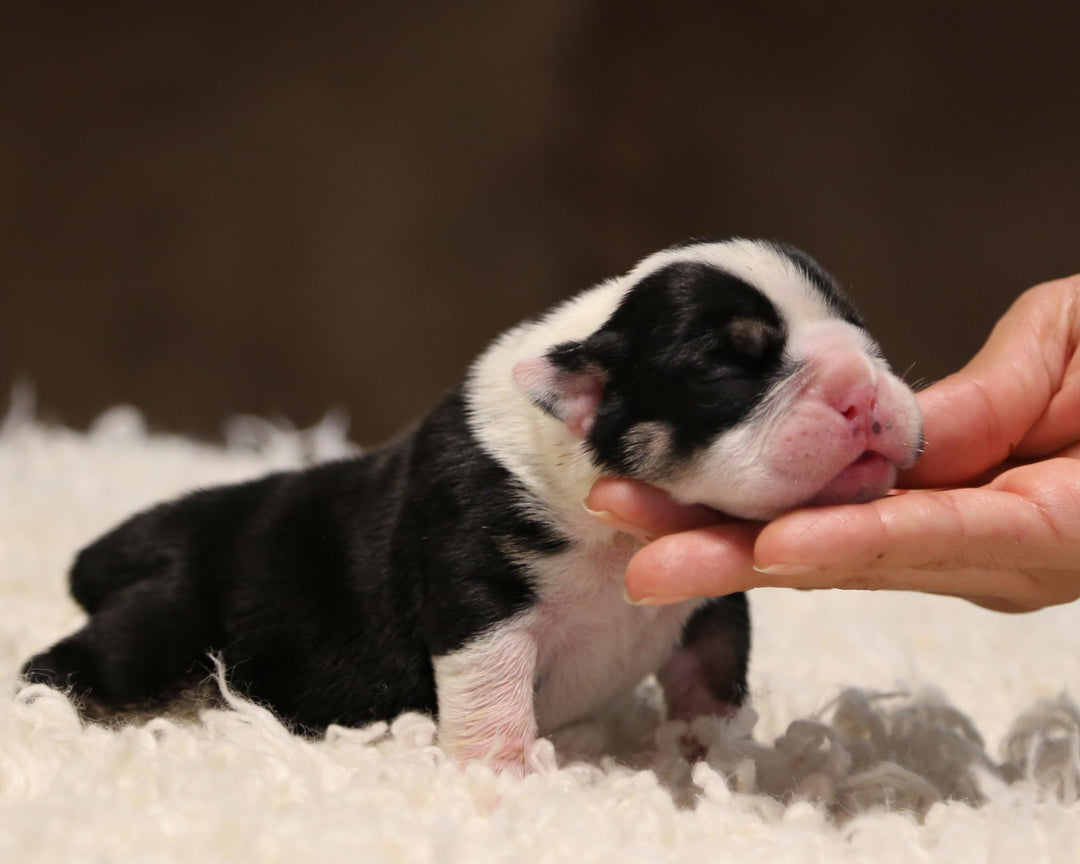 ZHYON! Stunning Black-Tri English Bulldog, Female