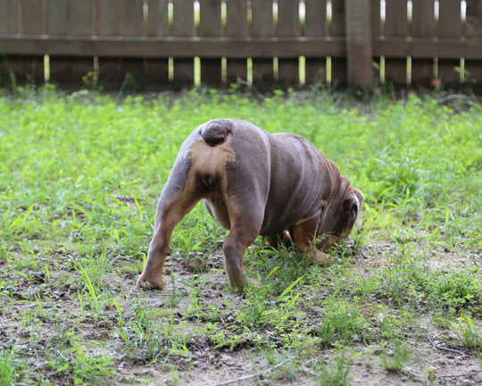 LEXUS Lilac Tri Bulldog Female | One-of-a-Kind | 6 Mo Old  AVAILABLE