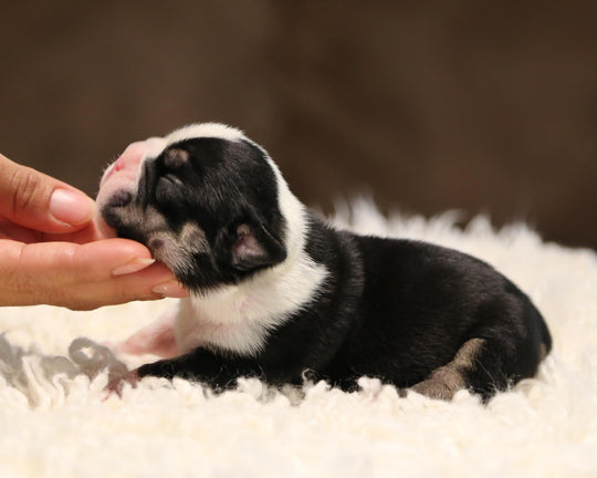 ZHYON! Stunning Black-Tri English Bulldog, Female