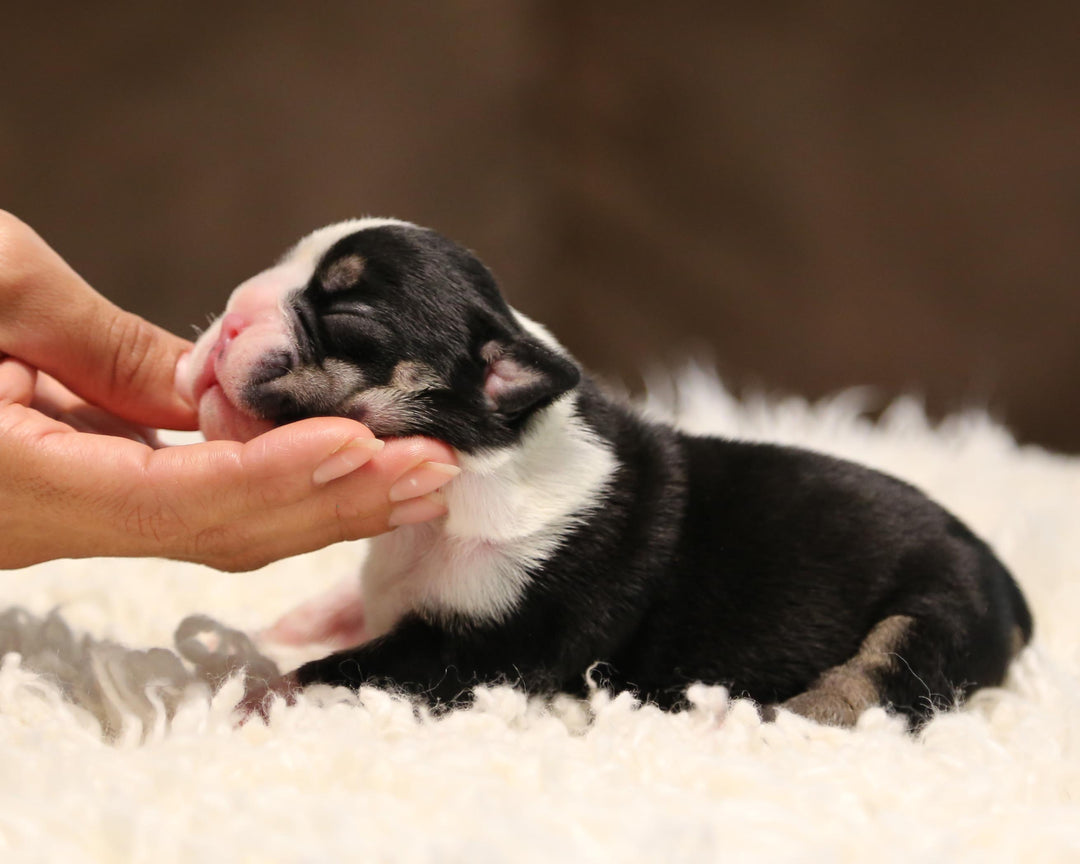 ZHYON! Stunning Black-Tri English Bulldog, Female