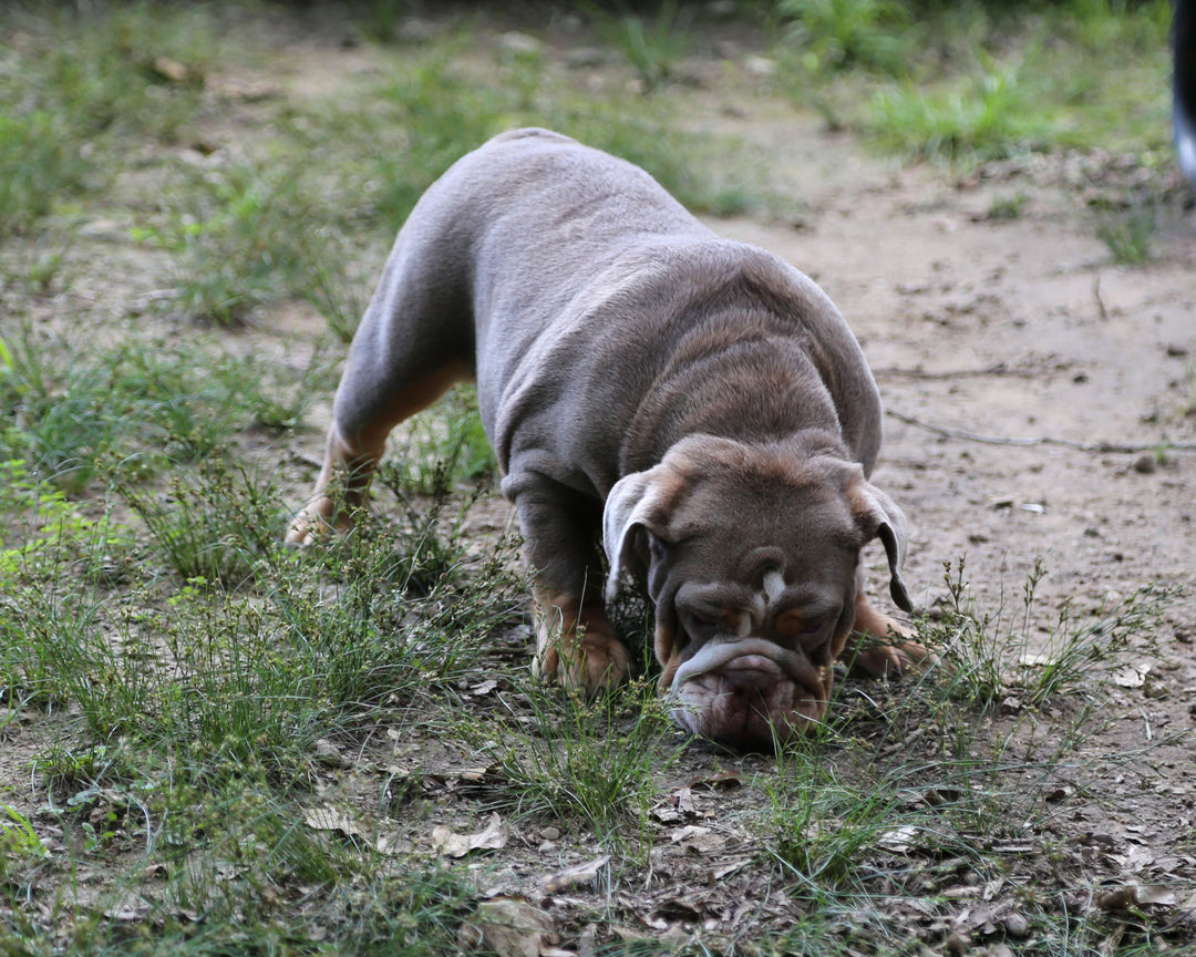 LEXUS Lilac Tri Bulldog Female | One-of-a-Kind | 6 Mo Old  AVAILABLE