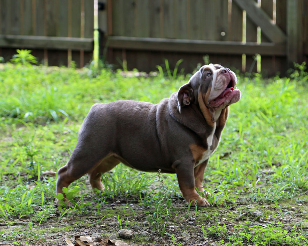 LEXUS Lilac Tri Bulldog Female | One-of-a-Kind | 6 Mo Old  AVAILABLE