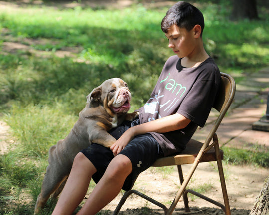 LEXUS Lilac Tri Bulldog Female | One-of-a-Kind | 6 Mo Old  AVAILABLE