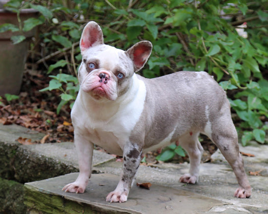 JEWEL IS AVAILABLE, Stunning Lilac Merle French Bulldog, Female