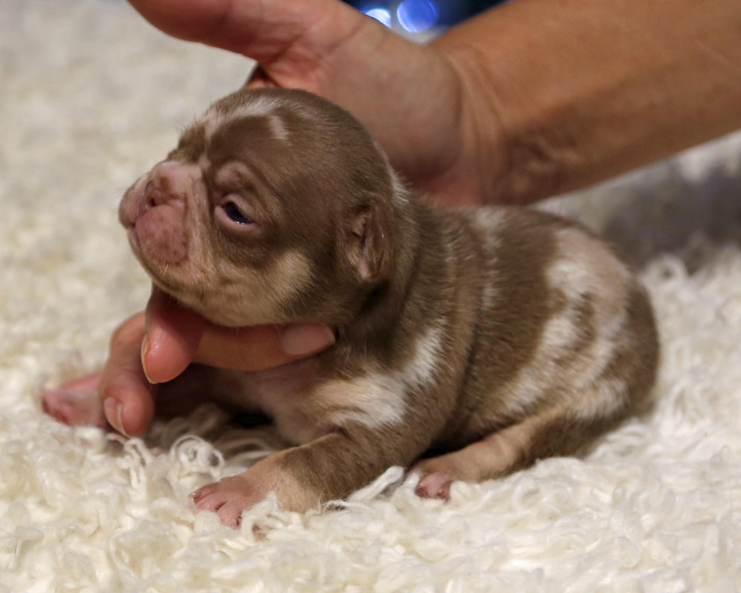 ❄️ GLACIER  Red Merle Frenchie Male | Polar Blue Eyes