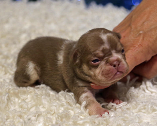❄️ GLACIER  Red Merle Frenchie Male | Polar Blue Eyes