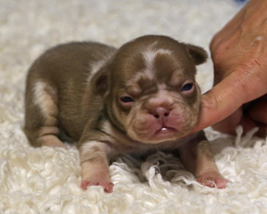 ❄️ GLACIER  Red Merle Frenchie Male | Polar Blue Eyes