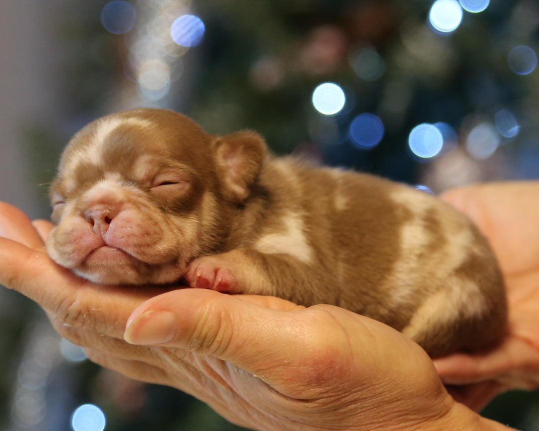 ❄️ GLACIER  Red Merle Frenchie Male | Polar Blue Eyes