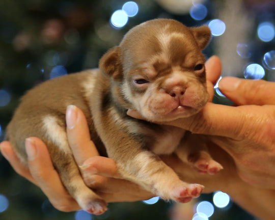❄️ GLACIER  Red Merle Frenchie Male | Polar Blue Eyes