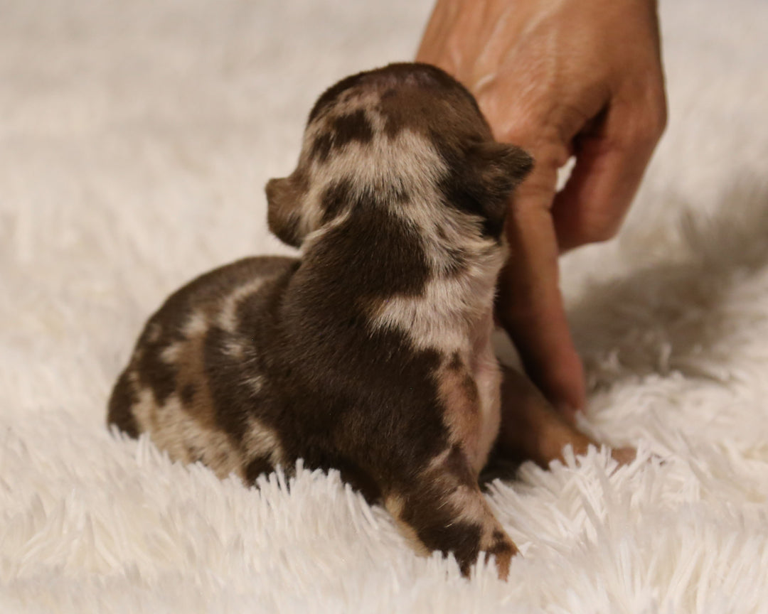 👑  Empress -  Chocolate Merle Female