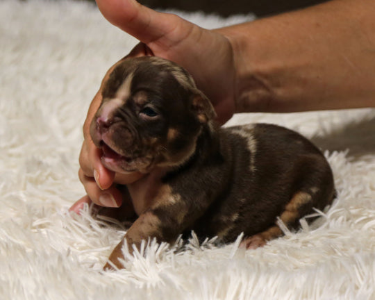 👑  Empress -  Chocolate Merle Female