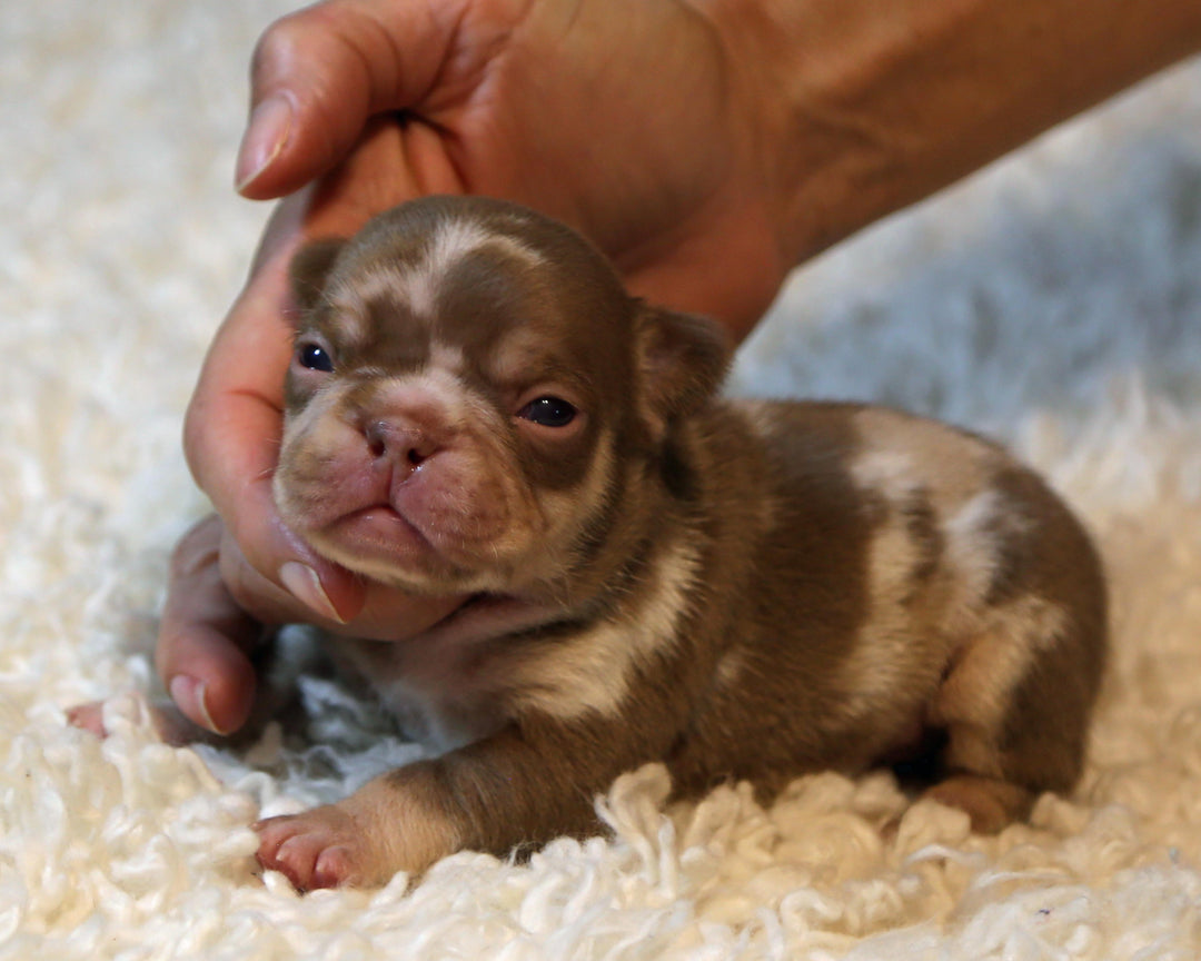 ❄️ GLACIER  Red Merle Frenchie Male | Polar Blue Eyes