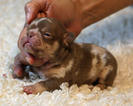 ❄️ GLACIER  Red Merle Frenchie Male | Polar Blue Eyes