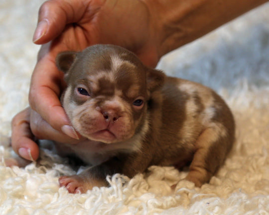 ❄️ GLACIER  Red Merle Frenchie Male | Polar Blue Eyes