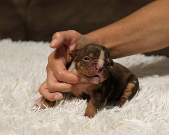 👑  Empress -  Chocolate Merle Female