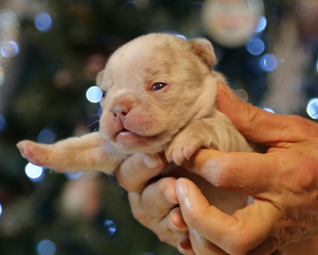 ❄️ FROSTBITE  Lilac Merle Frenchie Male | Polar Blue Eyes