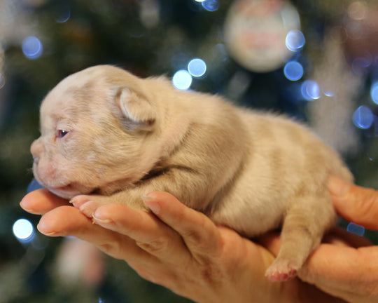 ❄️ FROSTBITE  Lilac Merle Frenchie Male | Polar Blue Eyes