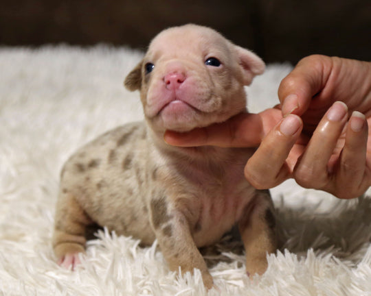 👑  Majesty -  Lilac Merle Female