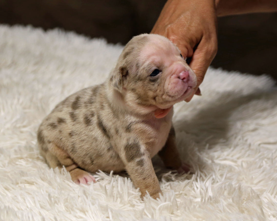 👑  Majesty -  Lilac Merle Female