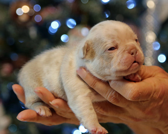 ❄️ FROSTBITE  Lilac Merle Frenchie Male | Polar Blue Eyes