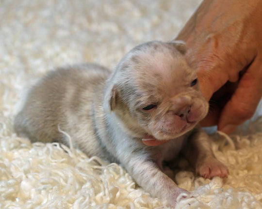❄️ FROSTBITE  Lilac Merle Frenchie Male | Polar Blue Eyes