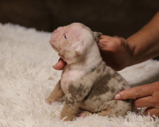 👑  Majesty -  Lilac Merle Female