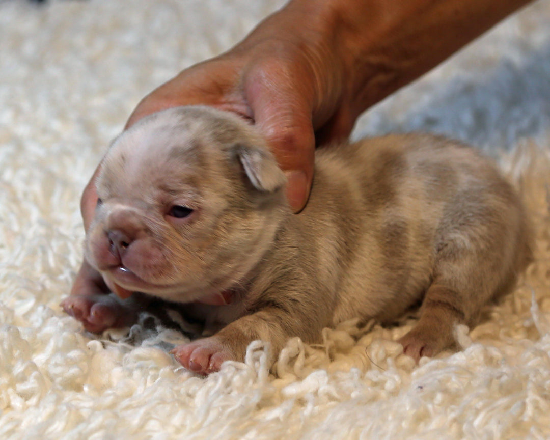❄️ FROSTBITE  Lilac Merle Frenchie Male | Polar Blue Eyes