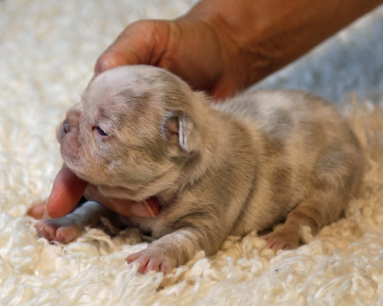 ❄️ FROSTBITE  Lilac Merle Frenchie Male | Polar Blue Eyes