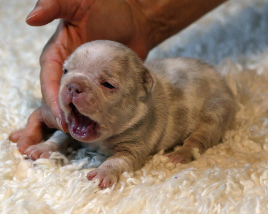 ❄️ FROSTBITE  Lilac Merle Frenchie Male | Polar Blue Eyes