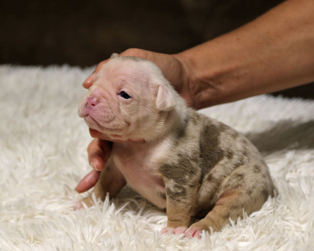 👑  Majesty -  Lilac Merle Female