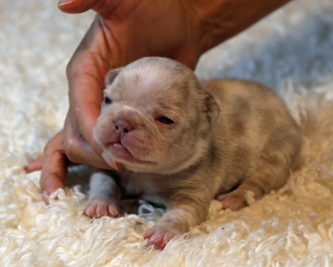 ❄️ FROSTBITE  Lilac Merle Frenchie Male | Polar Blue Eyes