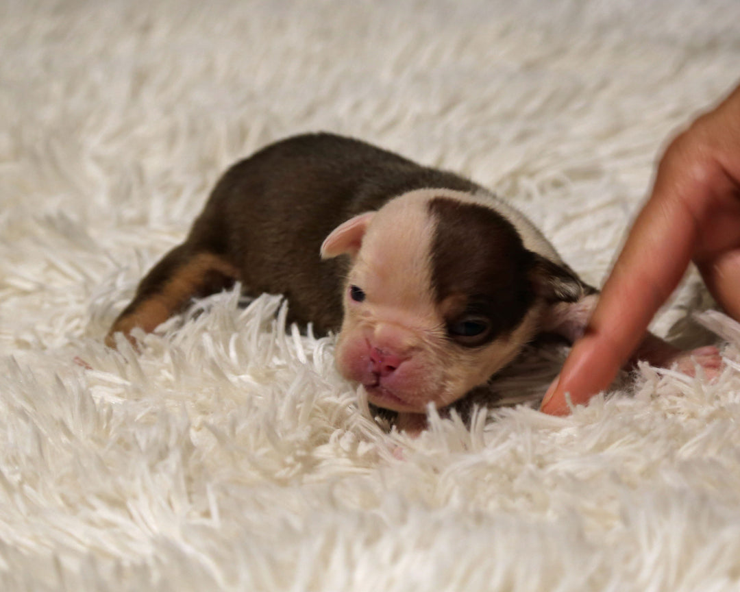 👑  Duchess -  Chocolate & White Female