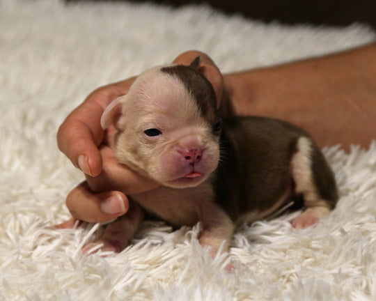 👑  Duchess -  Chocolate & White Female