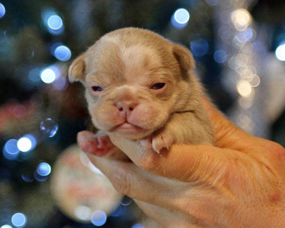 ❄️ SKYE  Lilac Merle Tri Frenchie Female | Polar Blue Eyes