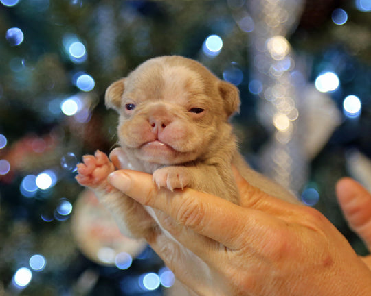 ❄️ SKYE  Lilac Merle Tri Frenchie Female | Polar Blue Eyes