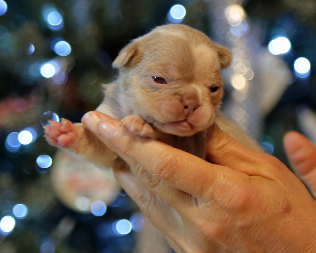 ❄️ SKYE  Lilac Merle Tri Frenchie Female | Polar Blue Eyes