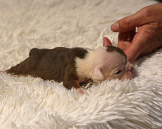 👑  Duchess -  Chocolate & White Female