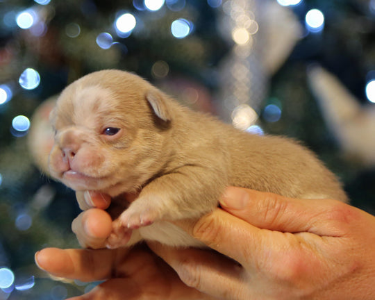❄️ SKYE  Lilac Merle Tri Frenchie Female | Polar Blue Eyes