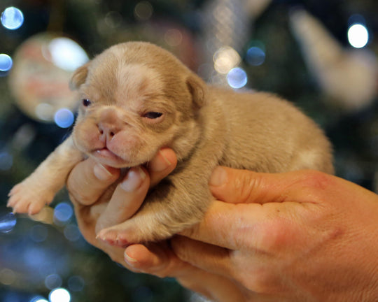 ❄️ SKYE  Lilac Merle Tri Frenchie Female | Polar Blue Eyes