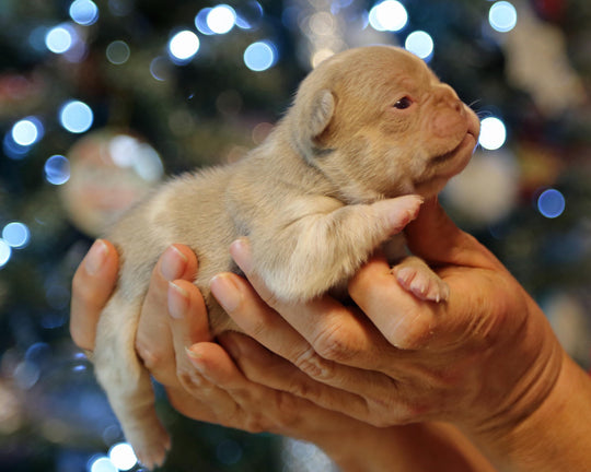 ❄️ SKYE  Lilac Merle Tri Frenchie Female | Polar Blue Eyes
