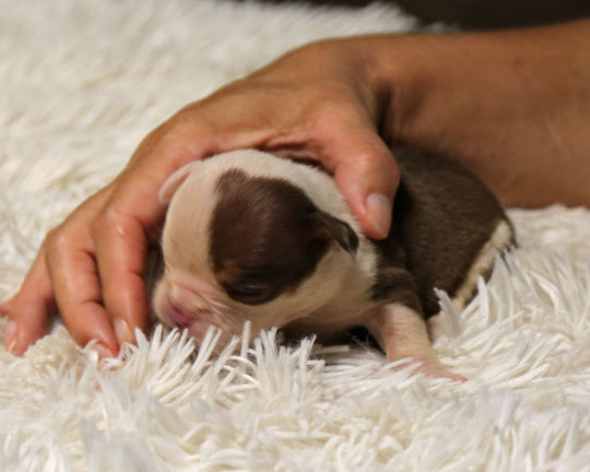 👑  Duchess -  Chocolate & White Female