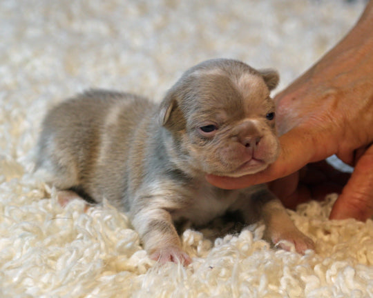 ❄️ SKYE  Lilac Merle Tri Frenchie Female | Polar Blue Eyes