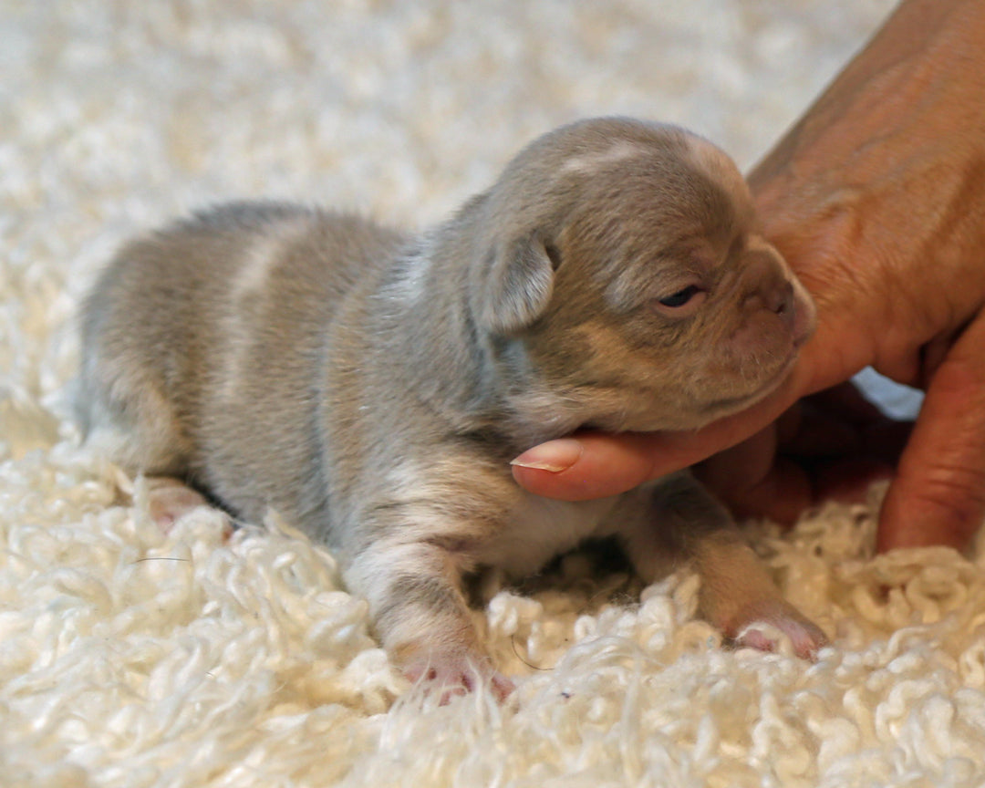 ❄️ SKYE  Lilac Merle Tri Frenchie Female | Polar Blue Eyes