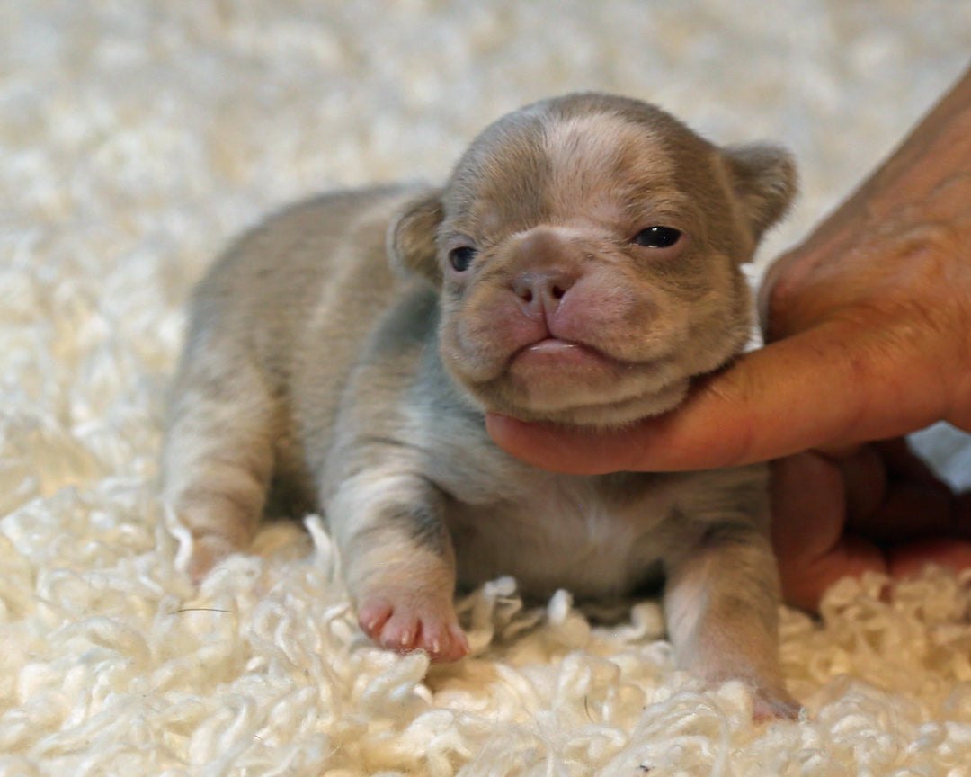 ❄️ SKYE  Lilac Merle Tri Frenchie Female | Polar Blue Eyes