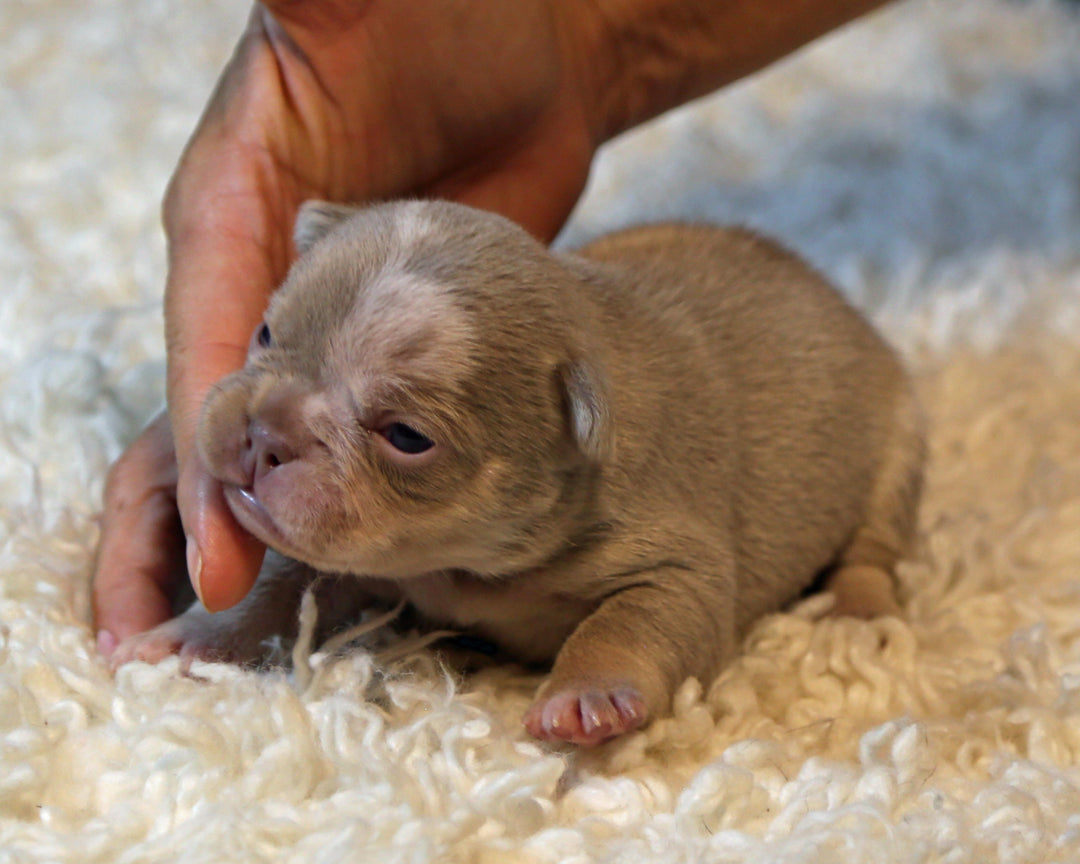 ❄️ SKYE  Lilac Merle Tri Frenchie Female | Polar Blue Eyes