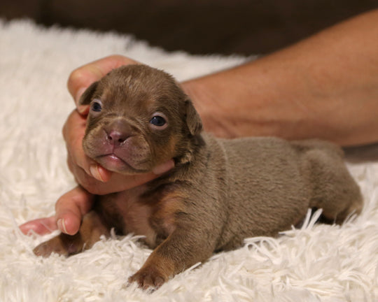 👑  Queenie -  Lilac Tri Female