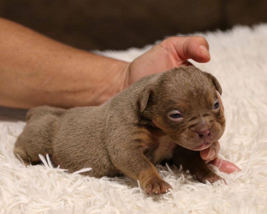 👑  Queenie -  Lilac Tri Female